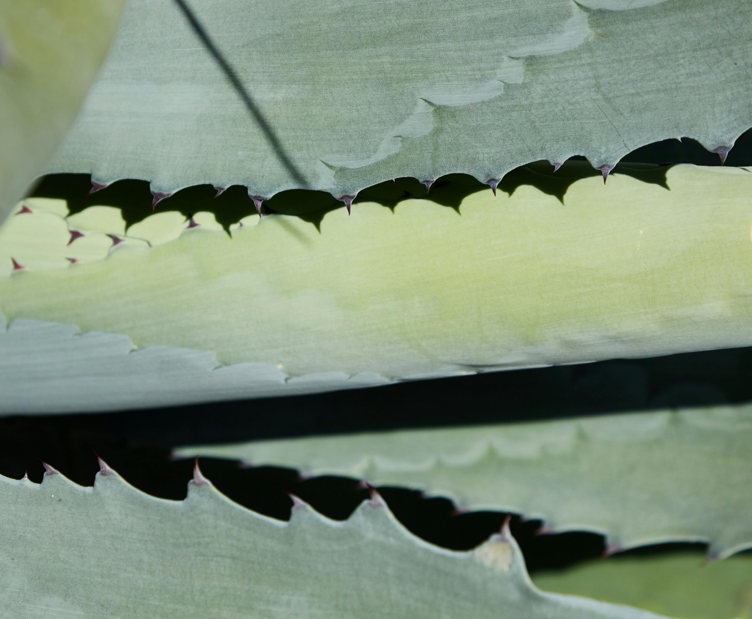 Sueños Global Tequila - Green Leaf banner